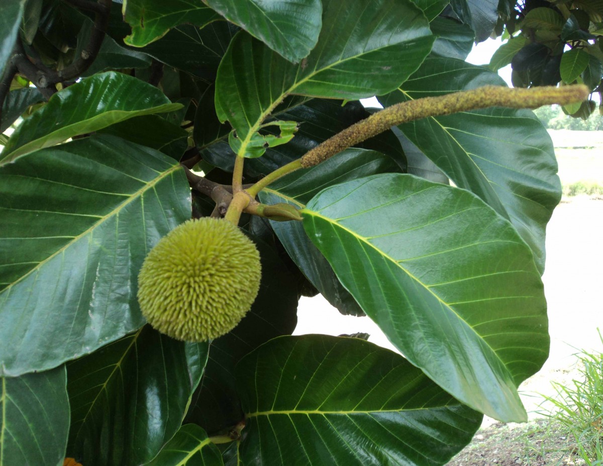 Artocarpus hirsutus Lam.